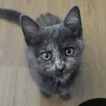 Imogen the Kitten